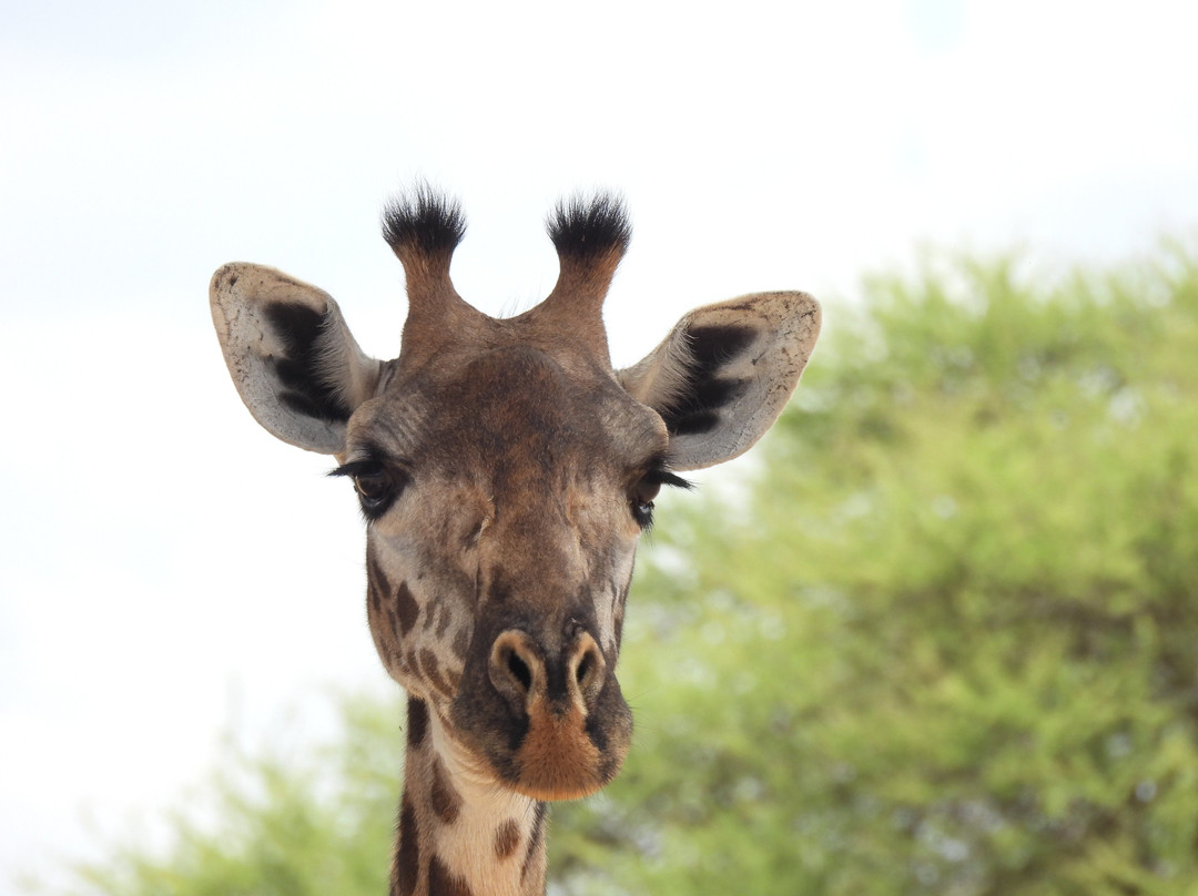 Keei Gee Mountain Expeditions-Naro Moru必去景点