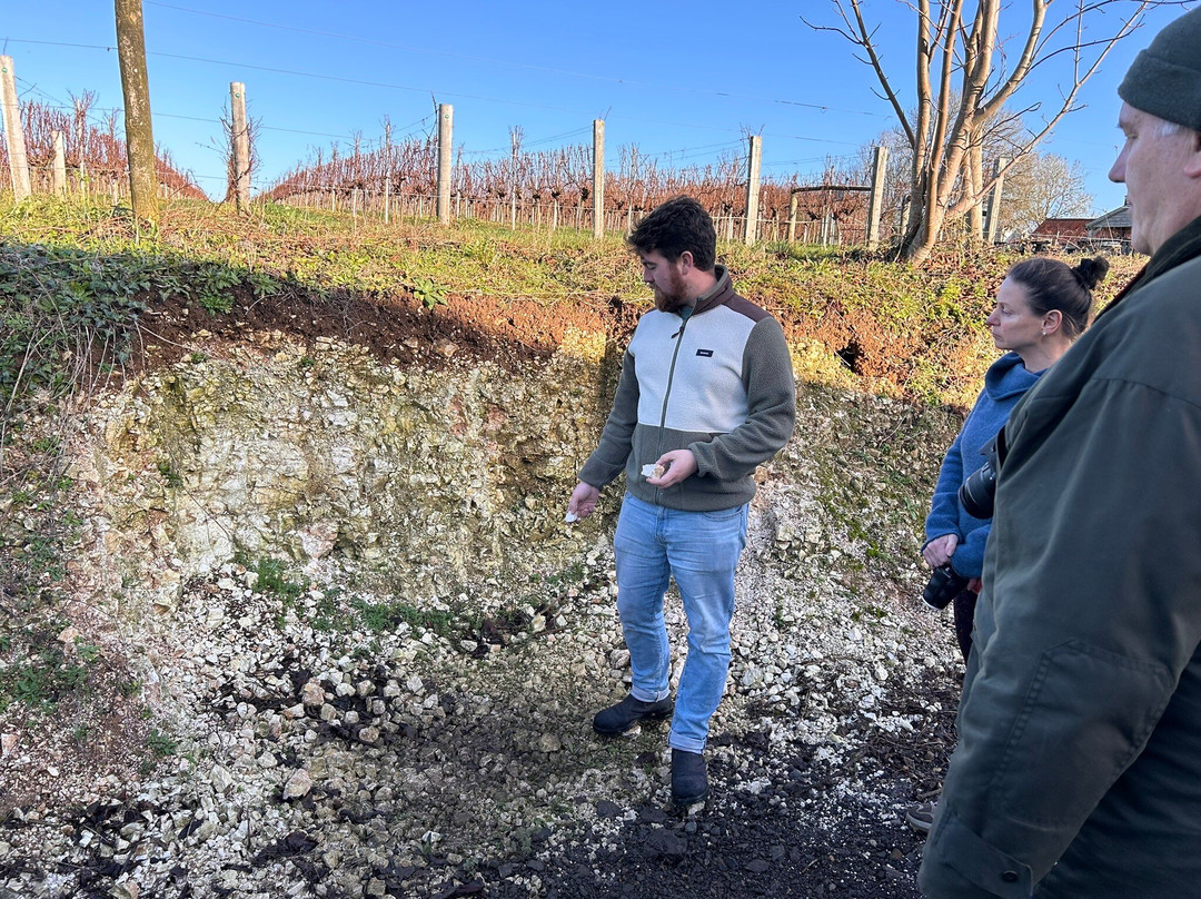 Langham Wine Estate Vineyard-多切斯特必去景点