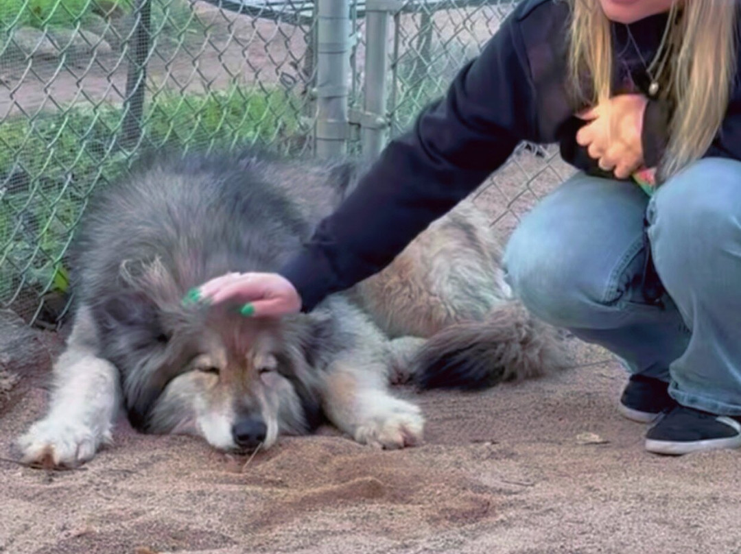 Sedona Wolf Sanctuary-Rimrock必去景点