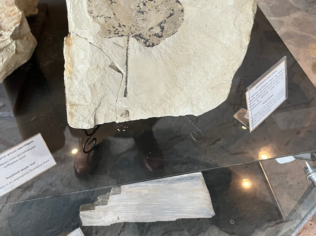 Petrified Forest Lefkimi-Lefkimmi必去景点