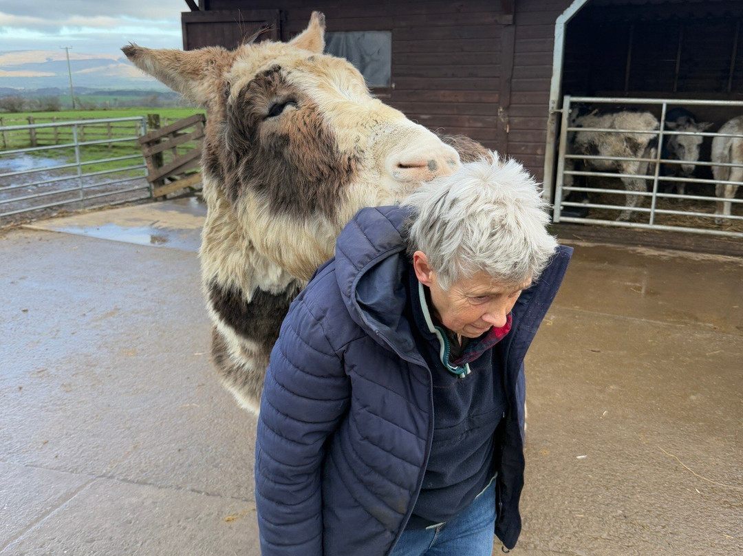 Barnhill Donkeys Retreat Sleagill-Sleagill必去景点