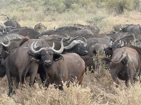 Buhaya Trekking Safaris