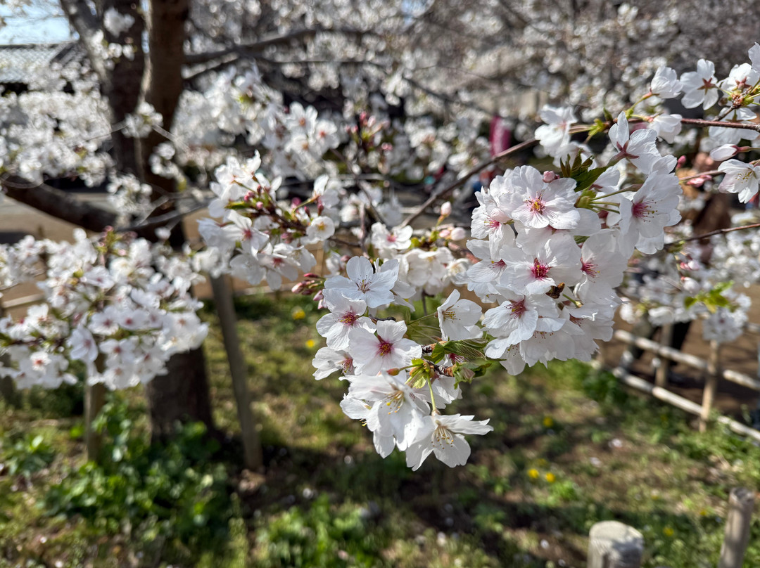 Someiyoshino Sakura Memorial Park-Komagome必去景点