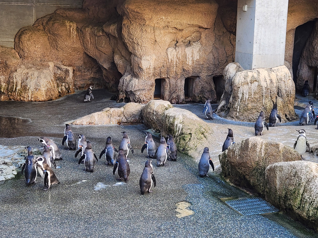 长崎企鹅水族馆-长崎市必去景点