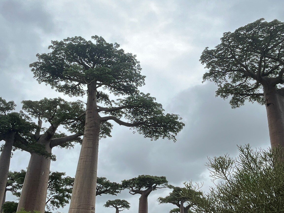 Madagascar Green Tours-安齐拉贝必去景点