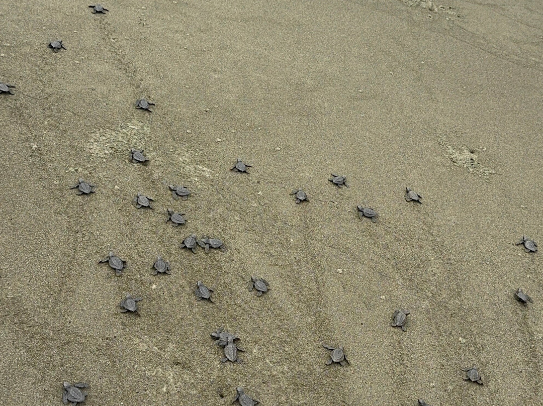 Alejandro Chaves Viquez Tour Guide-圣何塞必去景点