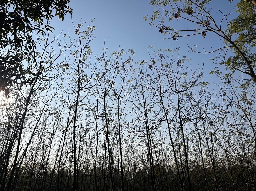 Aalia Jungle Retreat & SPA - Claridges Collection主图