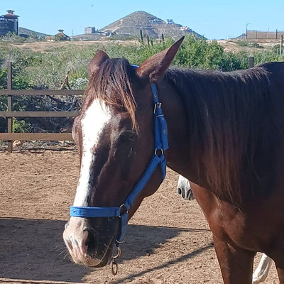 Cerritos Cowboy-Playa Cerritos必去景点