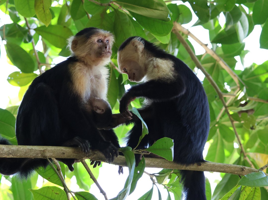 Manuel Tour Guide-卡维塔必去景点