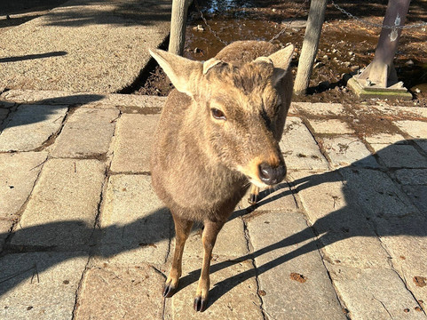 Diper Tour-成田市必去景点