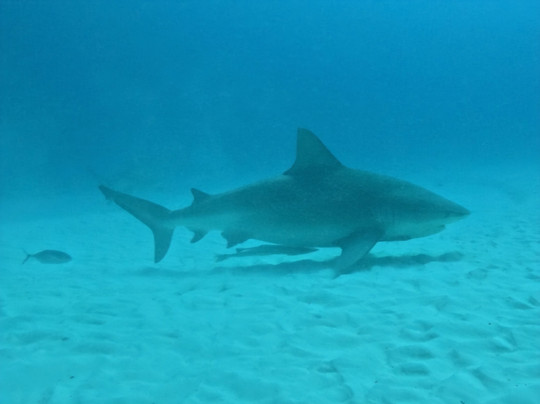 The Reef Marina-普拉亚德尔卡曼必去景点