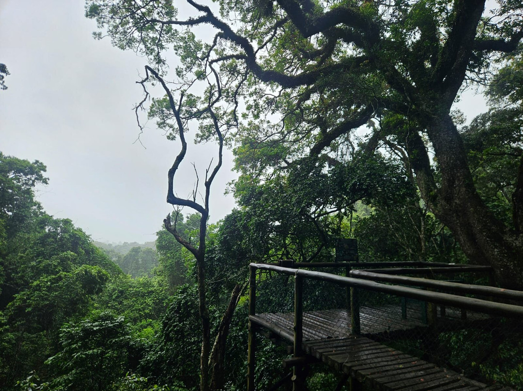 Dlinza Forest-Eshowe必去景点