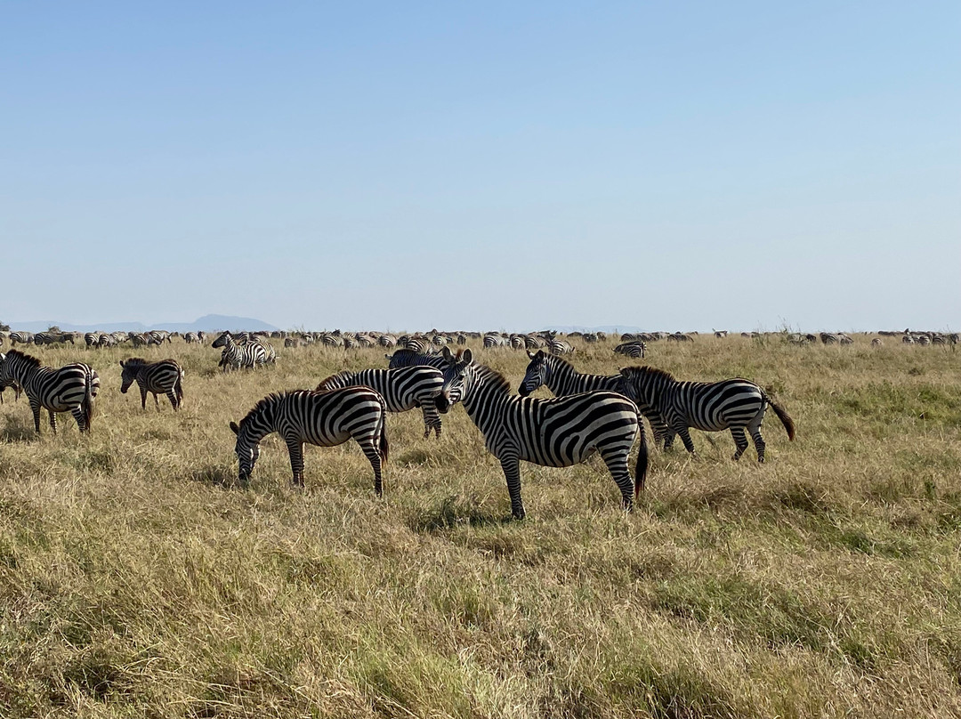 Still Waters Safaris Tanzania-阿鲁沙必去景点