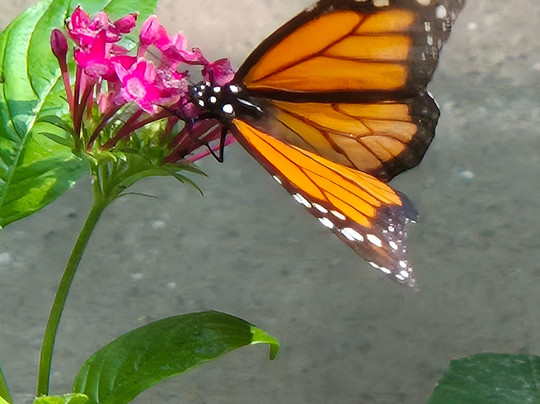 Zoo de Martinique-Le Carbet必去景点