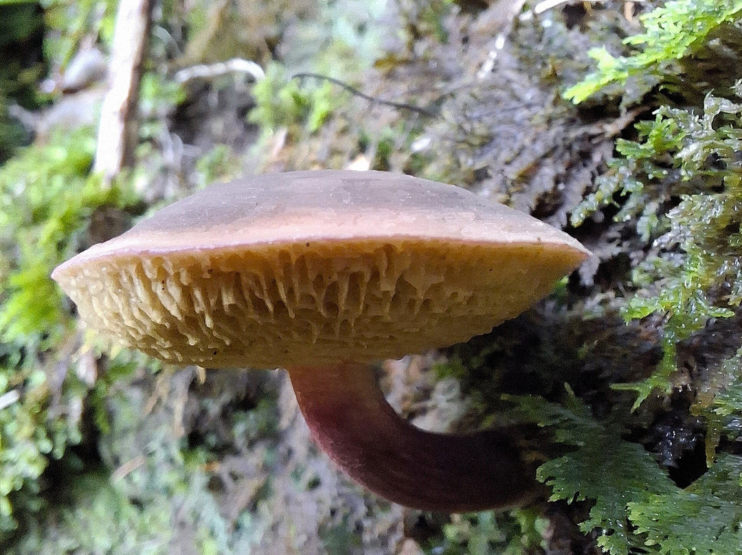 Circuit du Menhir à Berrien-Berrien必去景点