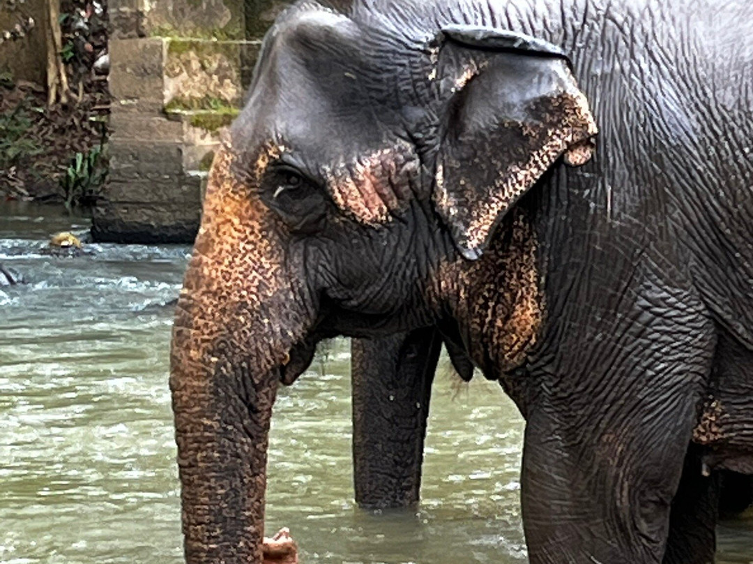 Elephant Freedom Project-凯格勒 必去景点