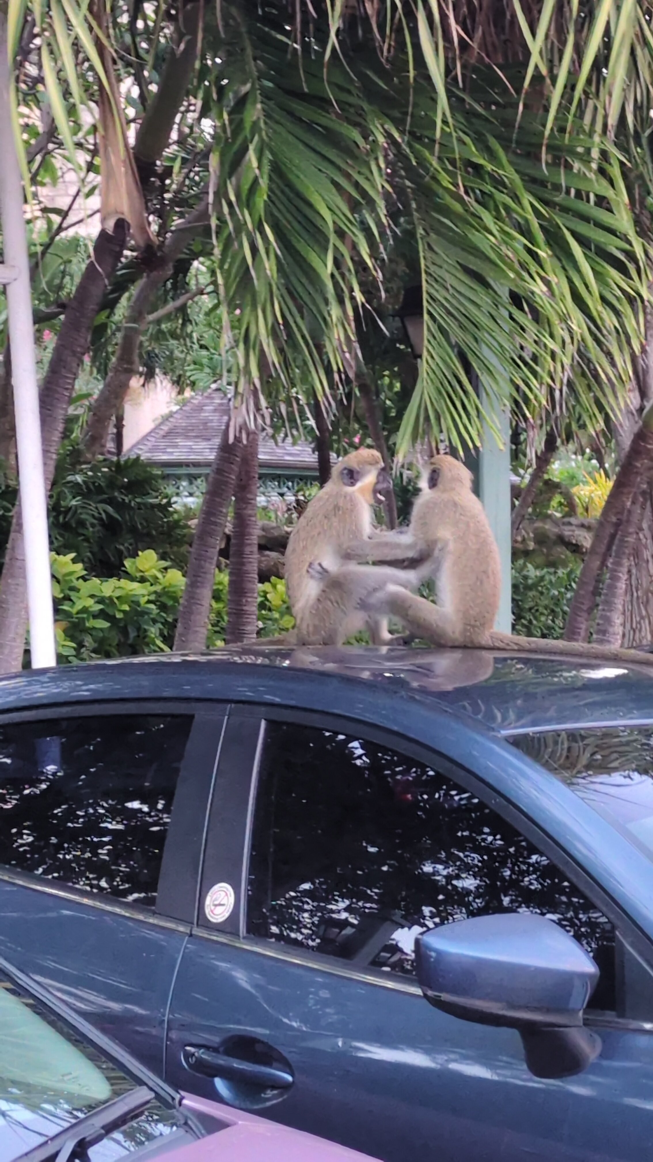 The Crane Resort-官方