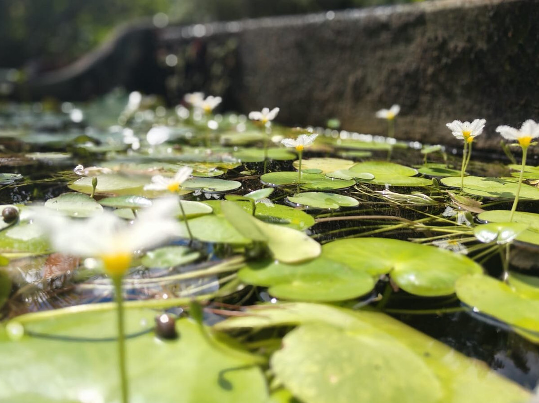 Jardin Botanique de Valombreuse-Petit-Bourg必去景点