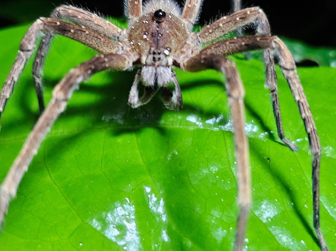 Sierpefrogs-Sierpe必去景点