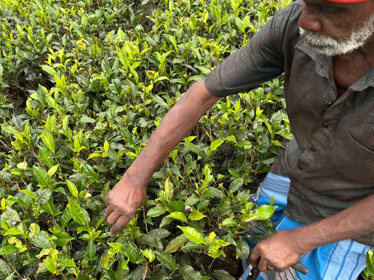 蓝田茶园-奴娃拉伊利雅必去景点