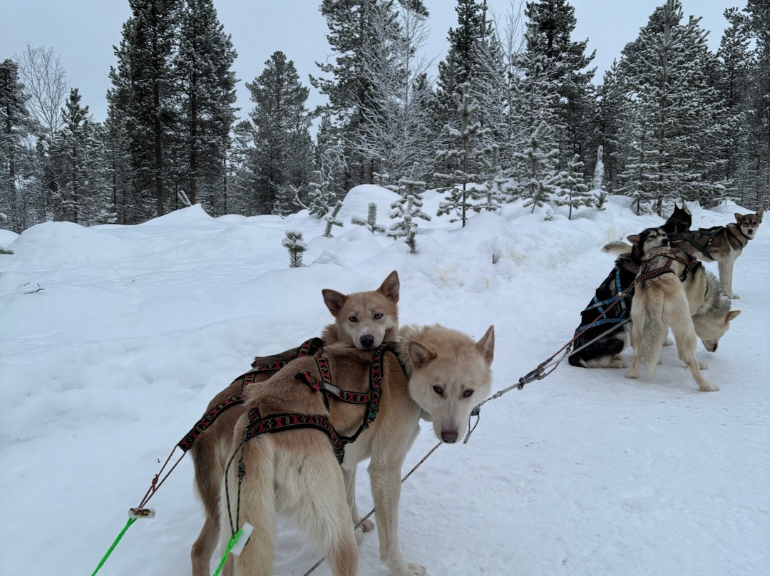 Taigausko Husky Experience-伊纳里必去景点
