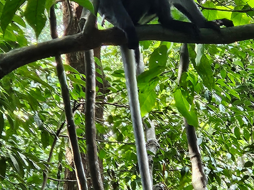 Explore Sumatra Orangutan-武吉拉旺必去景点