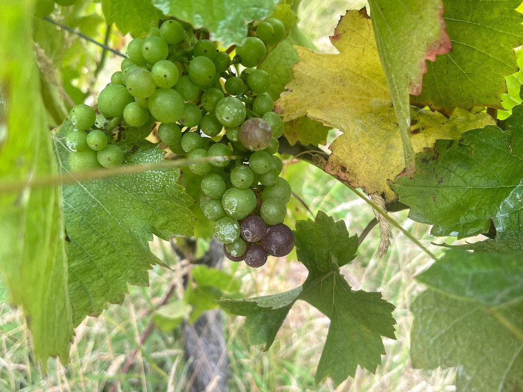 French Peak Vineyard-阿卡罗阿必去景点