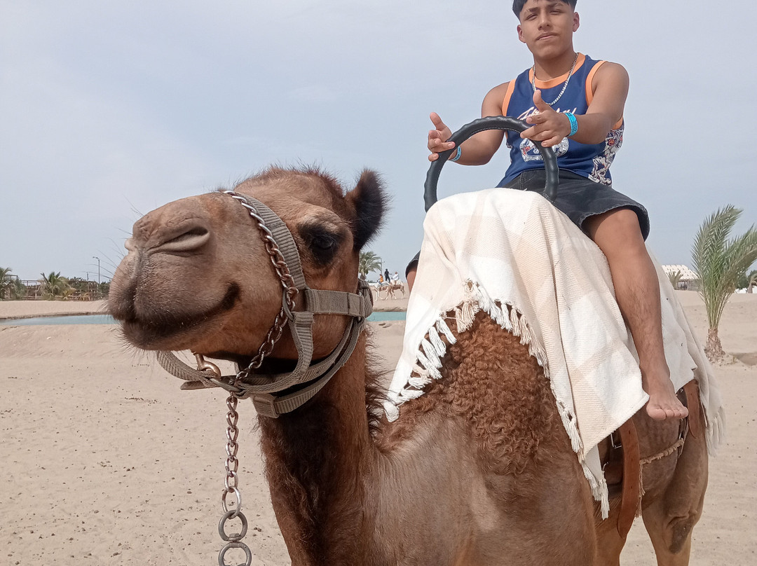 Dromedarius-伊卡必去景点