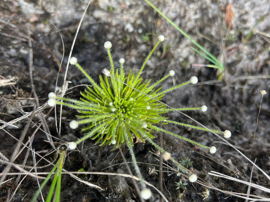 Cachoeira do Tabuleiro-Conceicao do Mato Dentro必去景点