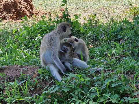 Safari360-莫西必去景点