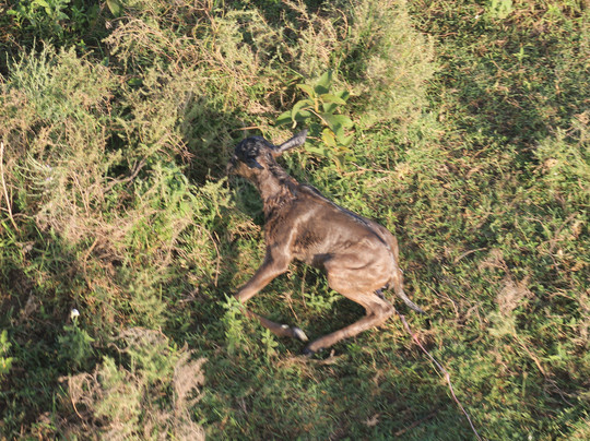 Nyssa Balloon Safaris-Seronera必去景点