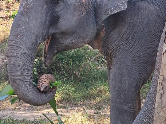 Phuket Elephant Sanctuary-普吉岛必去景点