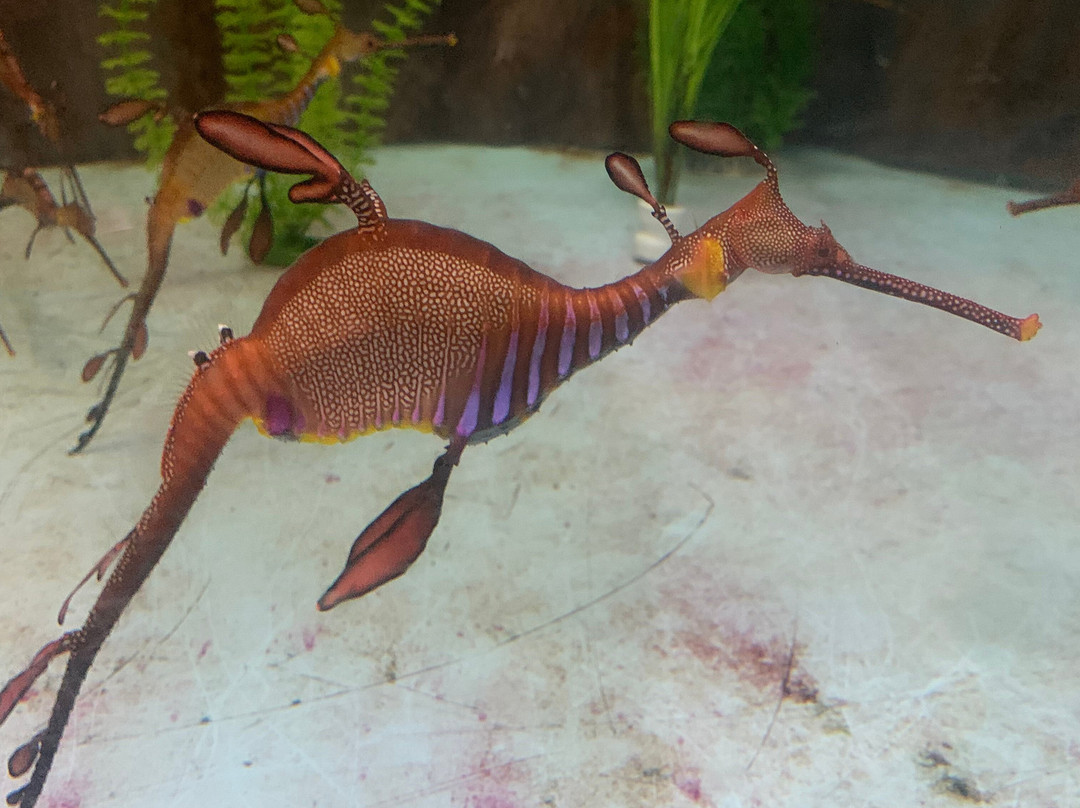 Seahorse World-Beauty Point必去景点