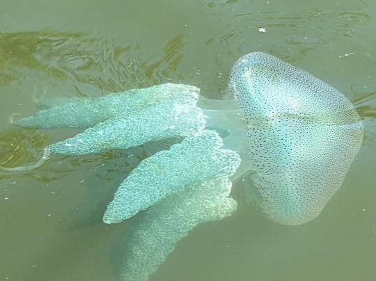 Riu Lanka Tours and Travels (PVT) Ltd-亚洪加拉必去景点