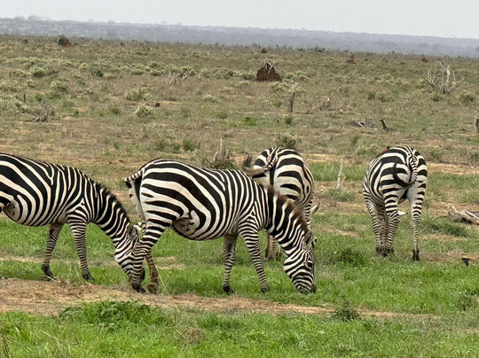 Richy Safaris Kenya-瓦塔木必去景点