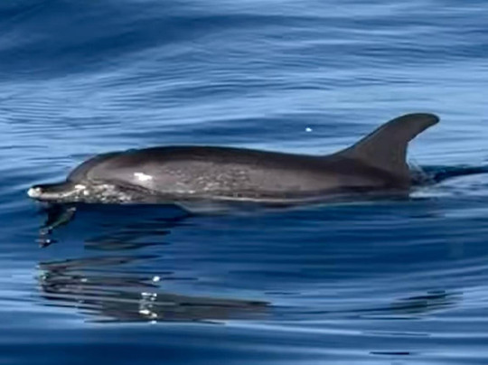 Keeper Uno-Playa de Mogan必去景点