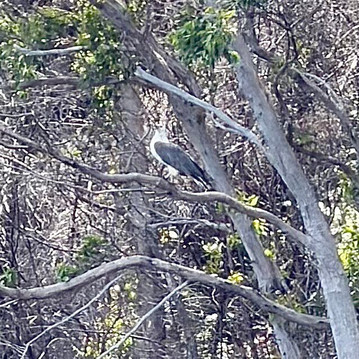 Pieman River Cruise-Corinna必去景点