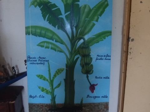 Plantation Grand Café-Capesterre-Belle-Eau必去景点