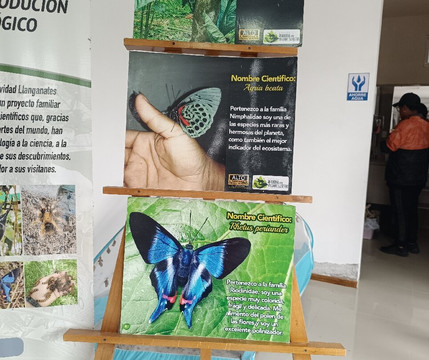 Mariposario DEDALMA-Mera必去景点