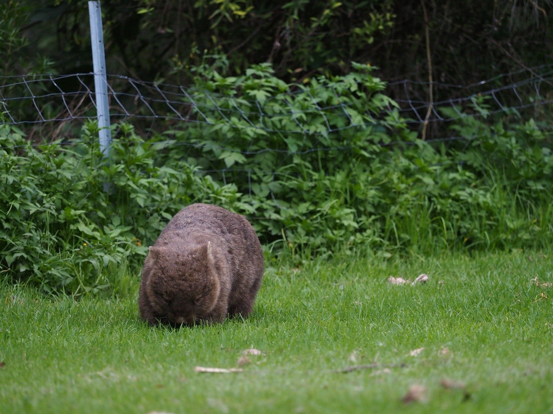 Bendeela Camping and Picnic Area-袋鼠谷必去景点