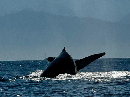 Ocean Friendly Whale Watching Tours-瓦拉塔港必去景点
