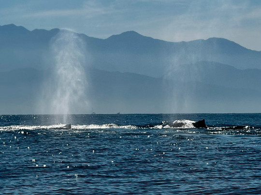 Ocean Friendly Whale Watching Tours-瓦拉塔港必去景点