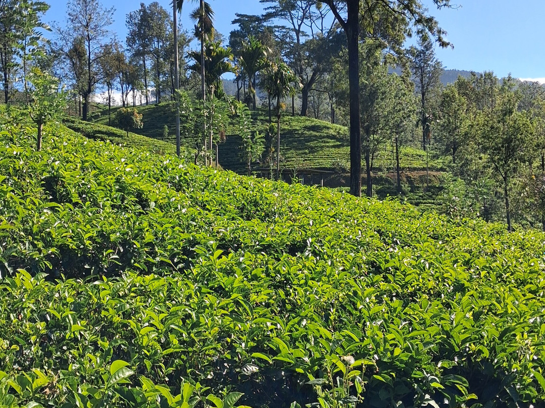 HelaCey Journeys - Sri Lanka-Gampaha必去景点