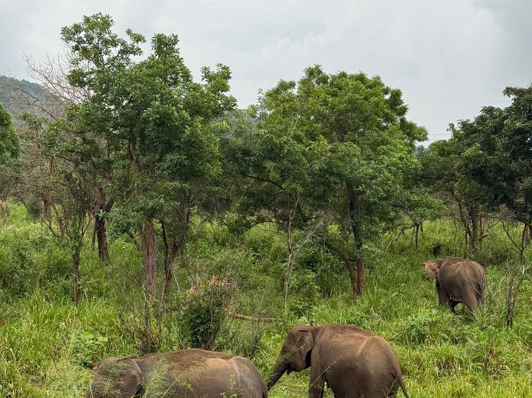 Lakshan jeep safari habarana-哈巴拉娜必去景点