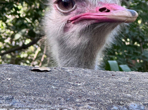 Zoologico de Vallarta-Mismaloya必去景点