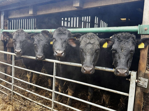 Farm Adventure Yorkshire-马沙姆必去景点