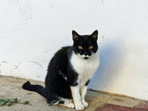 Santa Gertrudis-伊维萨城区必去景点