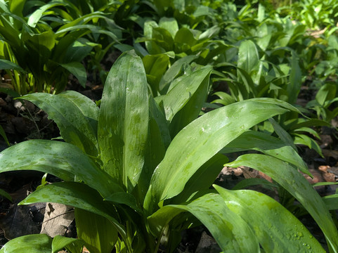 The Cramlington Forager-Cramlington必去景点