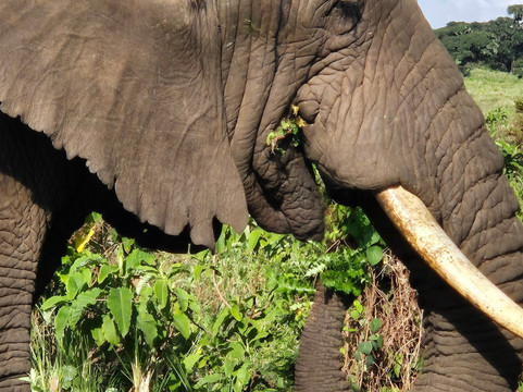 Earthlife Expeditions-阿鲁沙必去景点