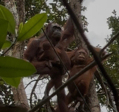 Local Guides - Tanjung Puting-Pangkalan Bun必去景点